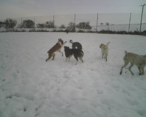 barneyinsnow.jpg