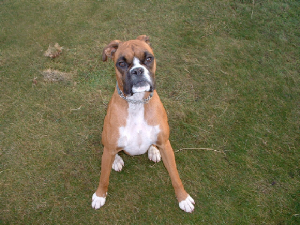 ruadh.jpg