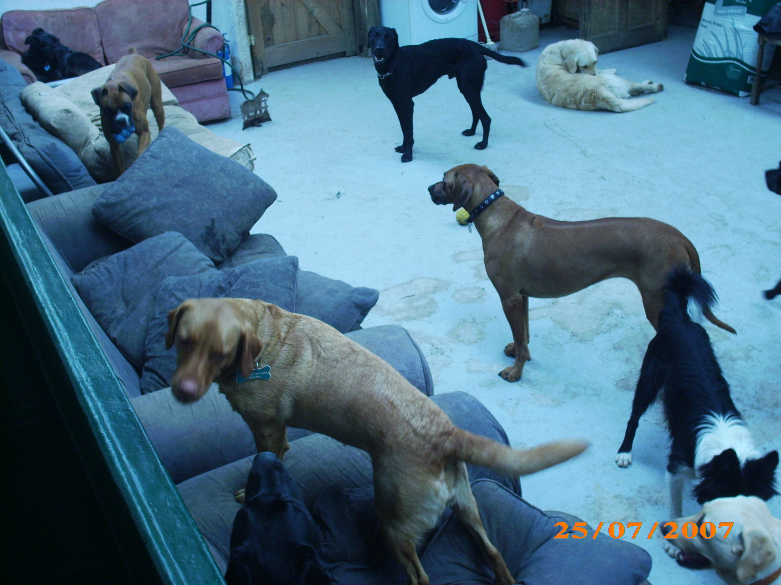 dogs.jpg