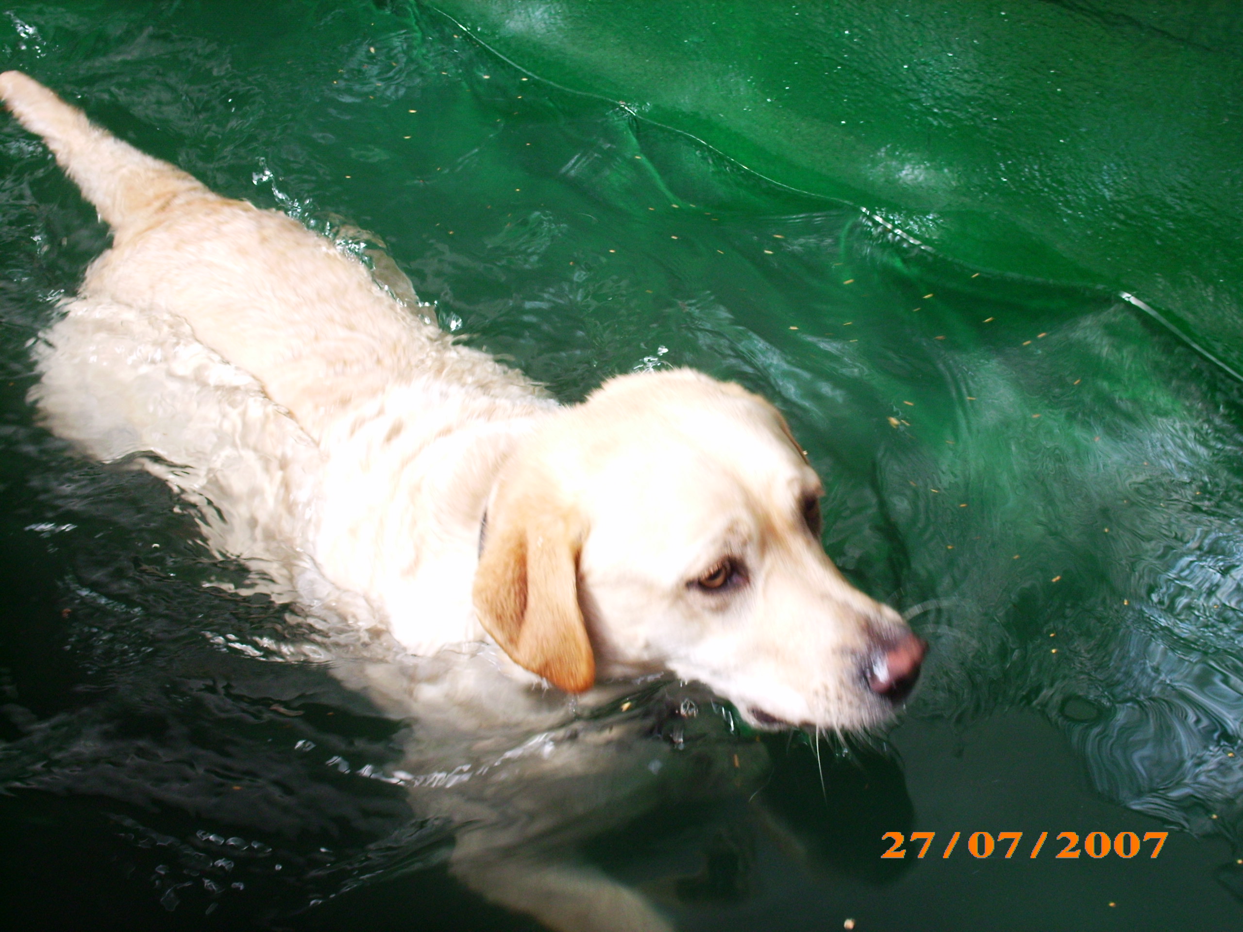 scrappyswimming.jpg